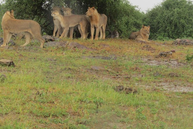 Full Day Safari Tour of Pilanesberg National Park, Open Jeep experience - Pilanesberg as a natural reserve: the Big Five, with real freedom