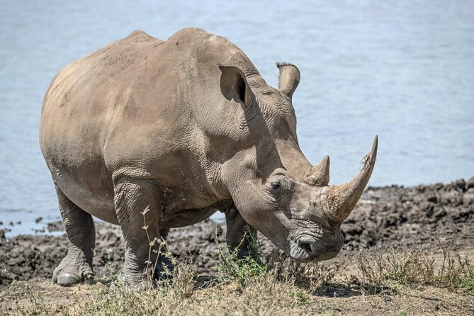 Full Day Safari Tour of Pilanesberg National Park, Open Jeep experience - Guides and drivers: why the human touch matters on safari