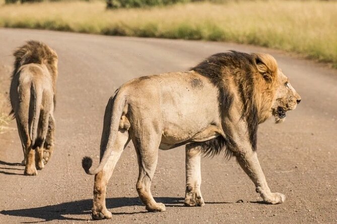 Full Day Safari Tour of Pilanesberg National Park, Open Jeep experience - Price vs value: what $155.29 buys you in the real world