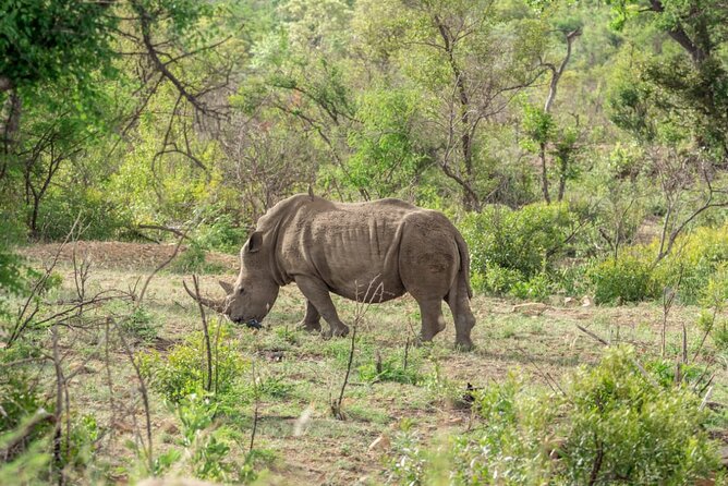 Full Day Safari Tour of Pilanesberg National Park, Open Jeep experience - What to bring and how to dress for an open-air day