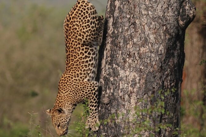 Full Day Safari Tour of Pilanesberg National Park, Open Jeep experience - The day’s flow: pickup, drive, the main safari block, and lunch