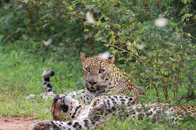 Full day Safari - Yala National Park - 04.30 am to 06.00 pm with - Janaka safari - Key highlights you’ll feel right away