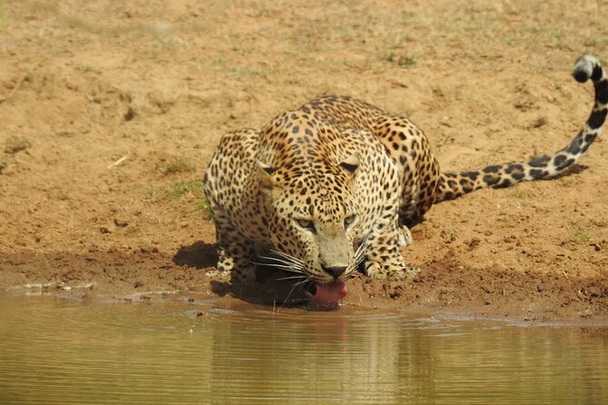 Full day Safari - Yala National Park - 04.30 am to 06.00 pm with - Janaka safari - Why Yala’s leopard hunt starts before sunrise