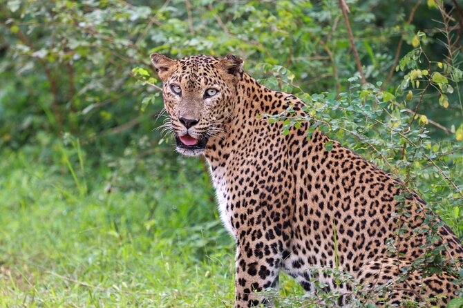 Full day Safari - Yala National Park - 04.30 am to 06.00 pm with - Janaka safari - Morning game drive: where first light changes everything