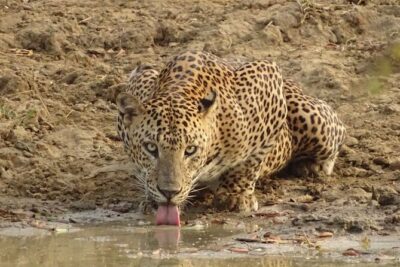 Full day Safari - Yala National Park - 04.30 am to 06.00 pm with - Janaka safari - The full-day rhythm: 04:30 pickup to late drop-off