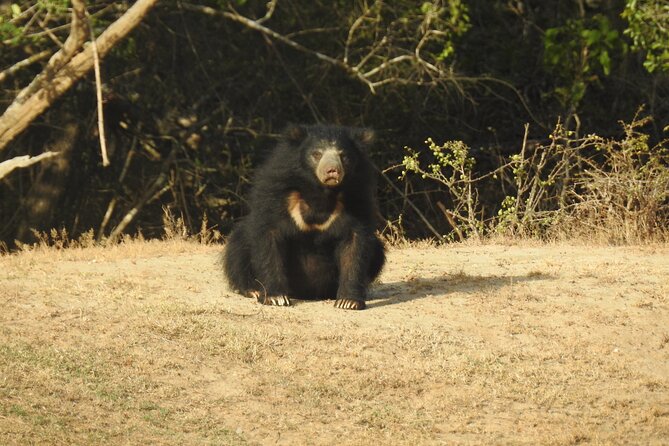 Full day Safari - Yala National Park - 04.30 am to 06.00 pm with - Janaka safari - Breakfast in the park: simple fuel, not a fancy banquet