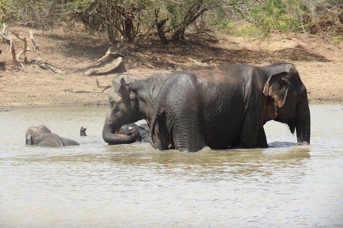 Full day Safari - Yala National Park - 04.30 am to 06.00 pm with - Janaka safari - Leopard sightings: the thrill, the reality, and how guides help