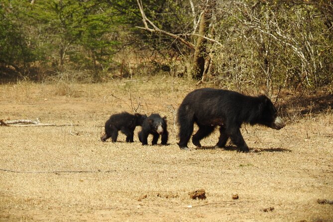 Full day Safari - Yala National Park - 04.30 am to 06.00 pm with - Janaka safari - The midday pause: what to expect when the park slows down
