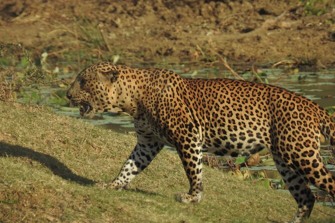 Full day Safari - Yala National Park - 04.30 am to 06.00 pm with - Janaka safari - Afternoon drive: second chances for leopards and the “bonus” animals