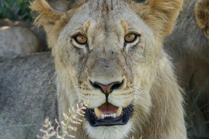 Full-Day Shared Kruger National Park Safari from Hoedspruit - 5:00 am Kruger Entry: Getting More Safari Daylight Than Most