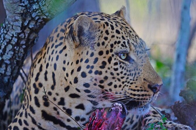 Full-Day Shared Kruger National Park Safari from Hoedspruit - Breaks and Food: What’s Included, What Isn’t, and How to Stay Comfortable