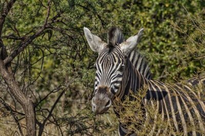 Full-Day Shared Kruger National Park Safari from Hoedspruit - How a Full 10-Hour Shared Drive Feels in Real Life