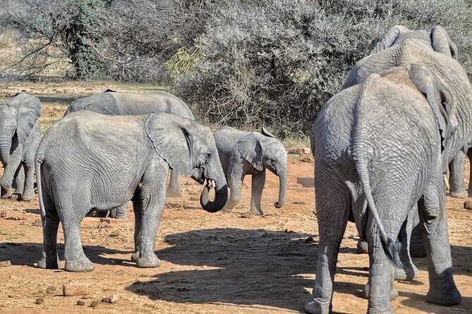 Full-Day Shared Kruger National Park Safari from Hoedspruit - Who This Safari Fits (and Who Might Want Another Option)