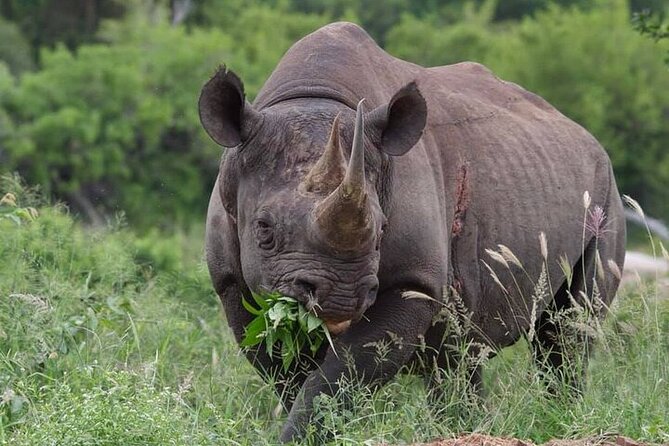 Full-Day Shared Kruger National Park Safari from Hoedspruit - Should You Book MoAfrika Tours’ Shared Kruger Safari?