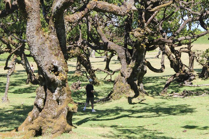 Full-Day Small Group Jeep Safari Tour from Funchal - Pickup, Timing, and Where You’ll Be Met in Funchal and Caniço