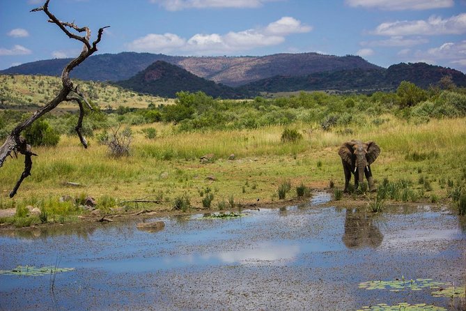 Full Day Ultimate Pilanesberg National Park Safari from Johannesburg or Pretoria - Comfort, group size, and seating: the practical stuff that affects your view