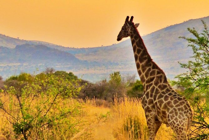 Full Day Ultimate Pilanesberg National Park Safari from Johannesburg or Pretoria - What you’re paying for: the value of $159.89