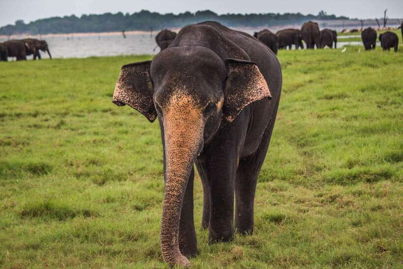 Galle/Mirissa/Hiriketiya: Drop to Ella & Udawalawa Safari - Key things that make this trip work well