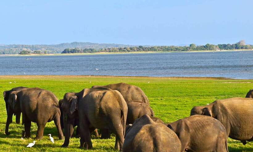 Galle/Mirissa/Hiriketiya: Drop to Ella & Udawalawa Safari - The guide difference: how animal spotting actually happens
