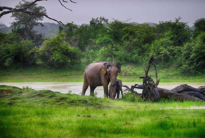 Galle/Mirissa/Hiriketiya: Drop to Ella & Udawalawa Safari - Comfort, timing, and the few real gotchas