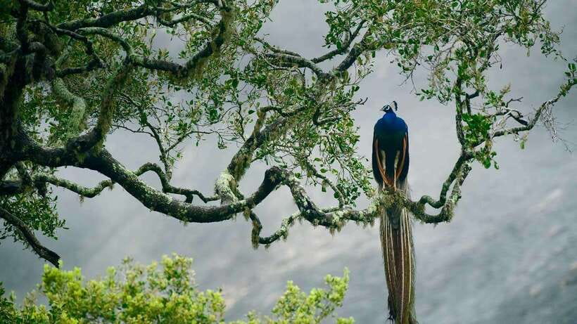Galle/Mirissa/Hiriketiya: Drop to Ella & Udawalawa Safari - Who this trip is best for (and who should skip it)