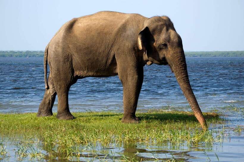 Galle/Mirissa/Hiriketiya: Drop to Ella & Udawalawa Safari - Should you book this Galle/Mirissa-to-Ella Udawalawe combo?
