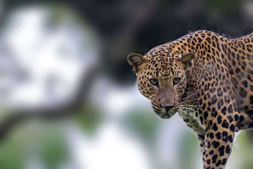 Galle/Mirissa/Tangalle: Transfer to Ella & Yala Safari - Quick hits