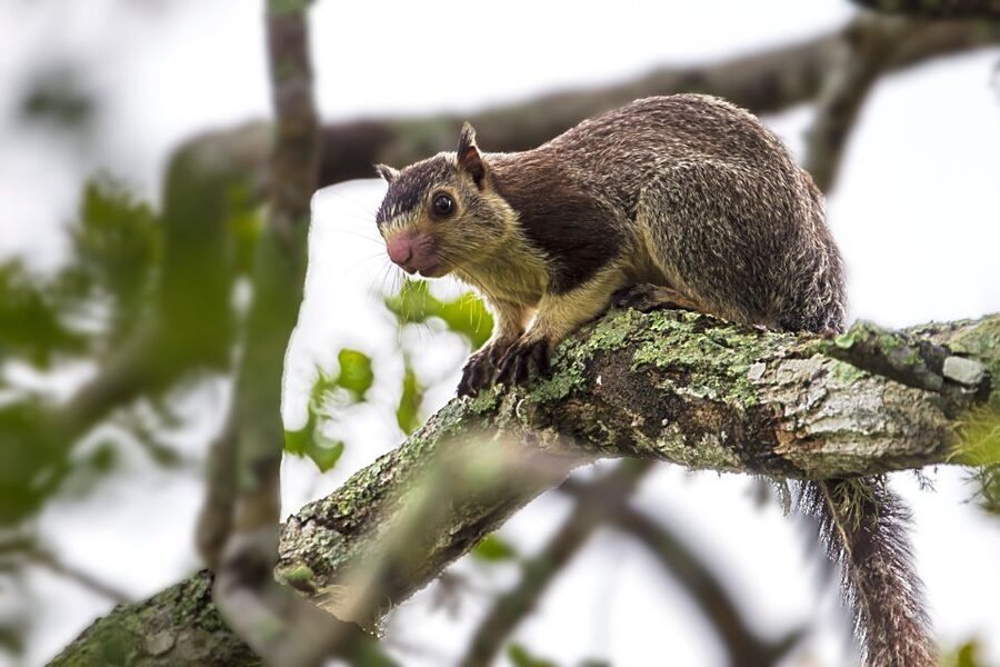 Galle/Mirissa/Tangalle: Transfer to Ella & Yala Safari - Should you book this Yala + Ella transfer day?