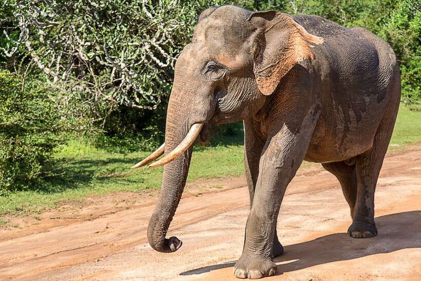 Galle/Mirissa/Tangalle: Transfer to Ella & Yala Safari - Galle to Ella with Yala in the middle: why this plan makes sense