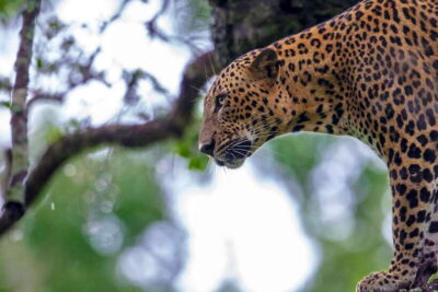 Galle/Mirissa/Tangalle: Transfer to Ella & Yala Safari - Pickup zones from the south coast: where this really starts