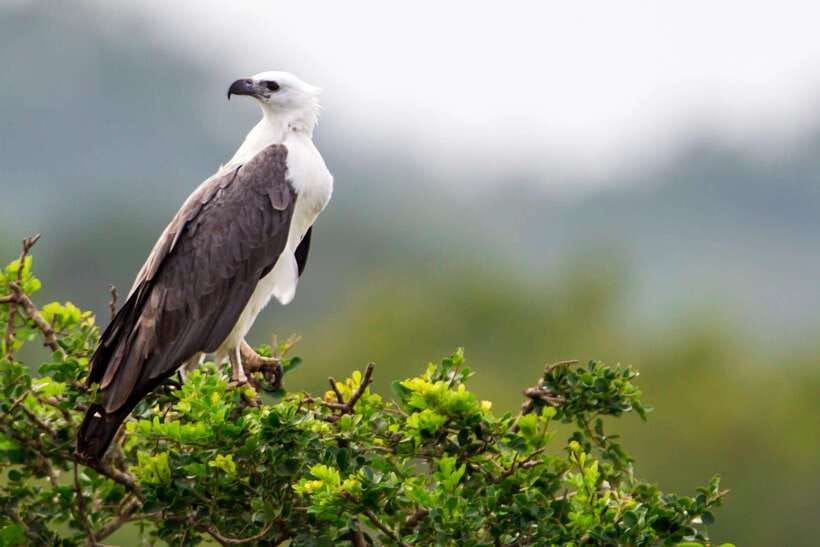 Galle/Mirissa/Tangalle: Transfer to Ella & Yala Safari - Who this safari-transfer fits best (and who should rethink it)