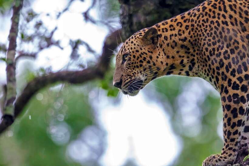 Galle/Mirissa/Tangalle: Transfer to Ella & Yala Safari - Pickup comfort and the real value of door-to-door transfer