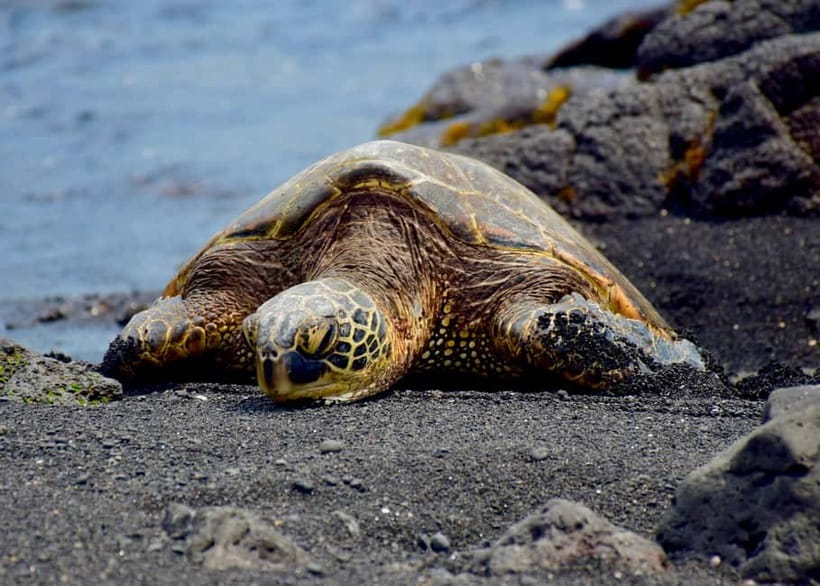 Galle Private Day Tours with Sea Turtles visit & Boat Safari - Price: where the $45 value gets real after adding turtle and boat fees
