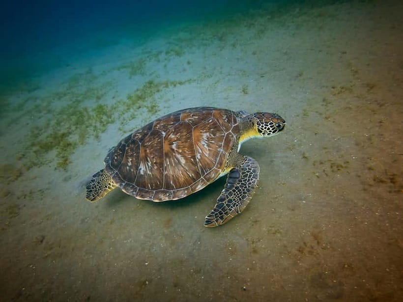 Galle Private Day Tours with Sea Turtles visit & Boat Safari - From Galle Fort cobblestones to sea turtles: why this day works