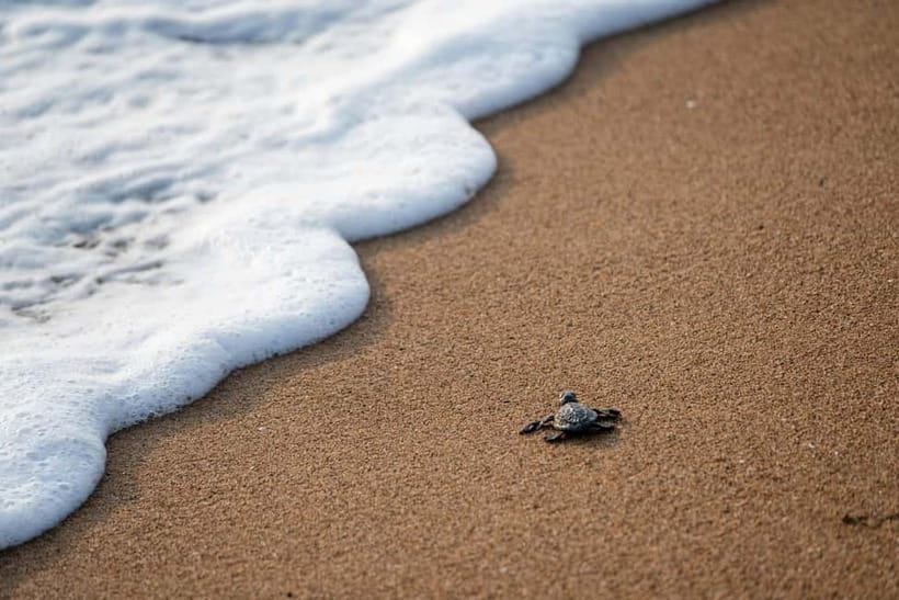 Galle Private Day Tours with Sea Turtles visit & Boat Safari - Turtle Beach viewing: what to expect and how to make it comfortable