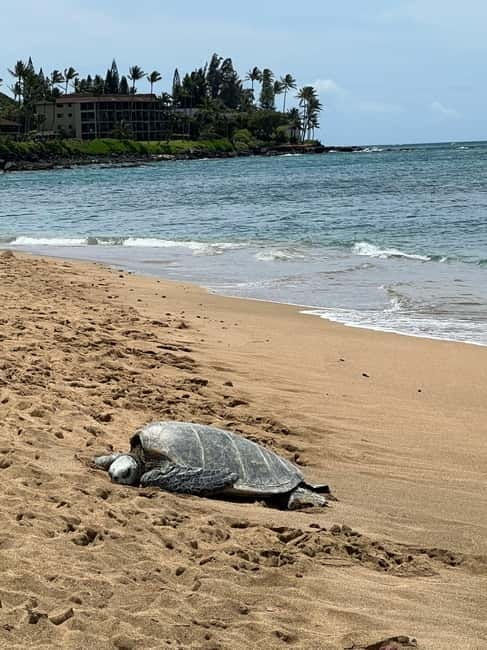 Galle Private Day Tours with Sea Turtles visit & Boat Safari - Madu Ganga boat safari: mangroves, birds, and animal-spotting time