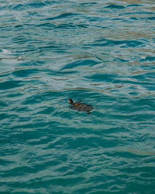 Galle Private Day Tours with Sea Turtles visit & Boat Safari - Ahungalla and Hikkaduwa photo stops: quick hits that still feel local