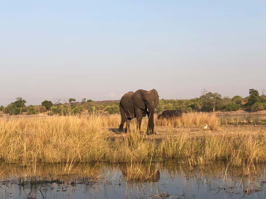 Game Drive And Rhino Walk Safari - Entering Mosi-oa-Tunya: How the 3 Hours Get Used