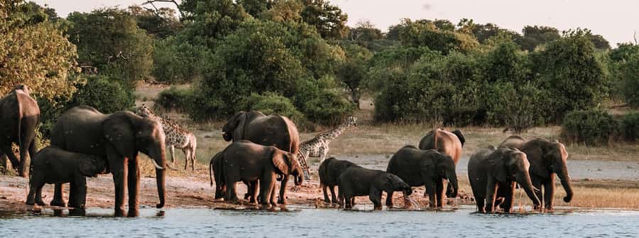Game Drive And Rhino Walk Safari - Game Drive Time: What You’re Likely To See From the Vehicle
