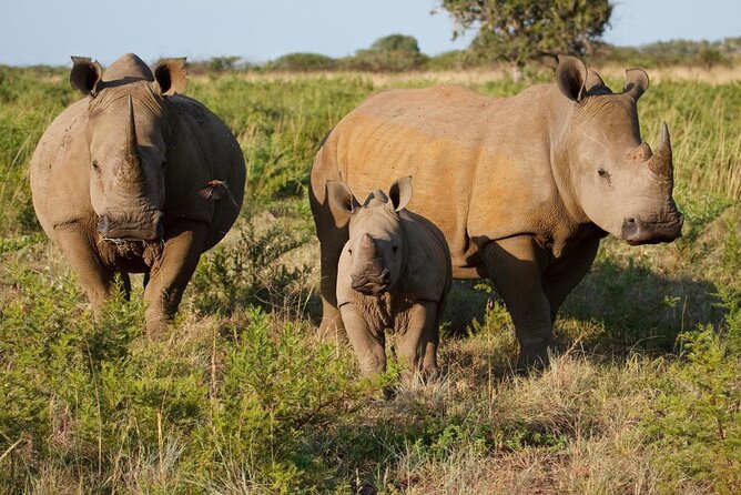 Game Drive and White Rhino Walking Safari in Livingstone - Key Things to Know Before You Go