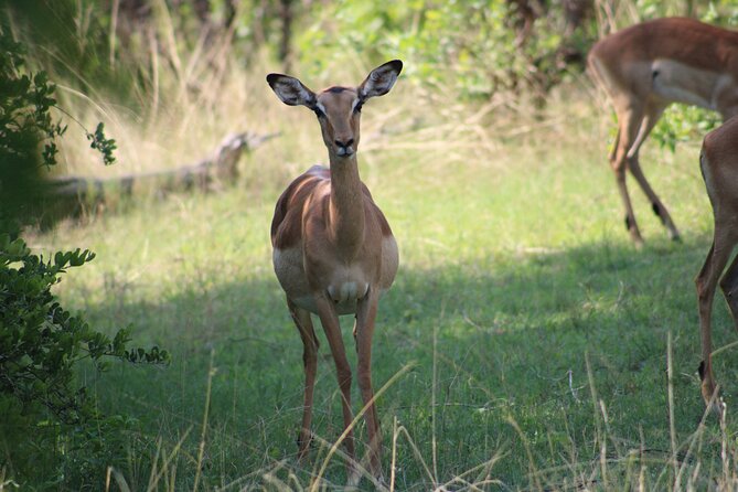 Game drive in the Mosi Oa Tunya National Park - Livingstone - The 2.5–3 Hour Plan: Pickup, Drive, Rhino Walk, Back to Your Hotel