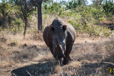 Game drive in the Mosi Oa Tunya National Park - Livingstone - Wildlife on the Drive: What You’re Likely to See
