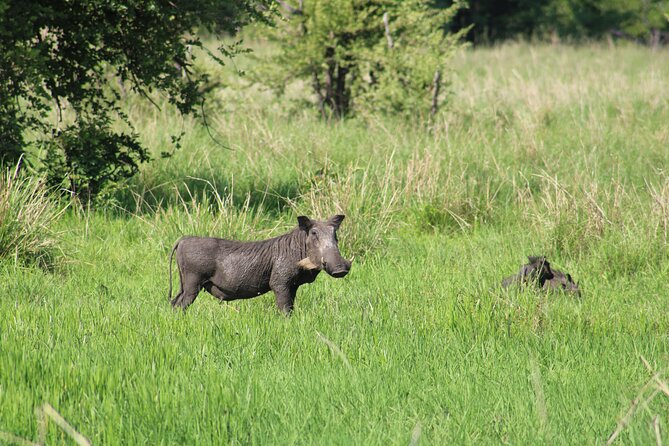 Game drive in the Mosi Oa Tunya National Park - Livingstone - Price and Value: Is $85 a Good Deal Here?