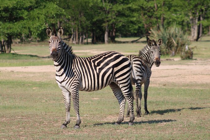 Game drive in the Mosi Oa Tunya National Park - Livingstone - Timing and Expectations: What to Choose If You Want the Best Chance