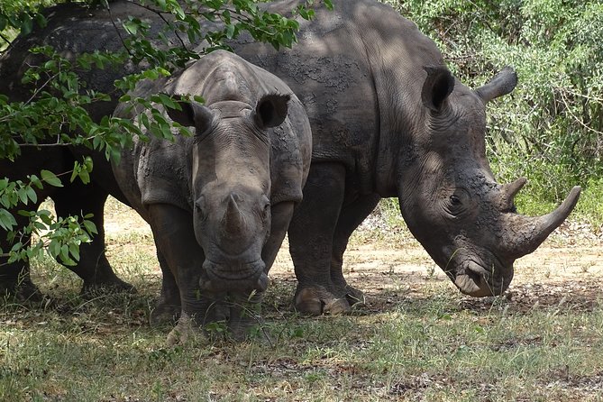 Game Drive & Rhino Safari Experience - MINIMUM 2 PEOPLE - Key Highlights