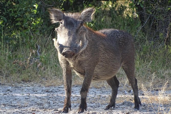 Game Drive & Rhino Safari Experience - MINIMUM 2 PEOPLE - The walking safari for white rhinos: safety, distance, and why it matters