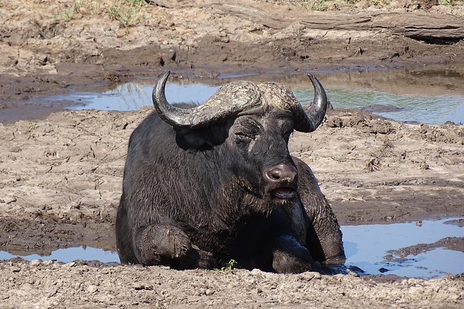 Game Drive & Rhino Safari Experience - MINIMUM 2 PEOPLE - Guides in the driver’s seat: what makes the experience feel well run