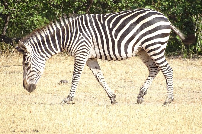 Game Drive & Rhino Safari Experience - MINIMUM 2 PEOPLE - Practical tips to boost your odds (without overhyping it)