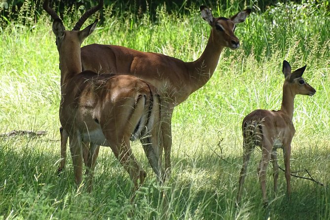 Game Drive & Rhino Safari Experience - MINIMUM 2 PEOPLE - The game drive: how you actually find zebras, elephants, and birds