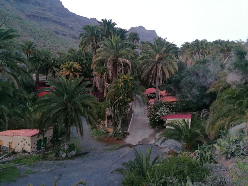 Gran Canaria: Camel Ride at Camel Safari Park - Camel Safari Park’s 300-Year Palm Oasis in Maspalomas